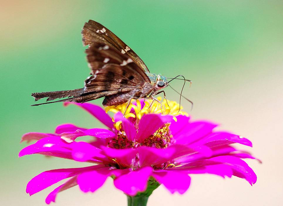 Nature Collection. Butterfly on Flower