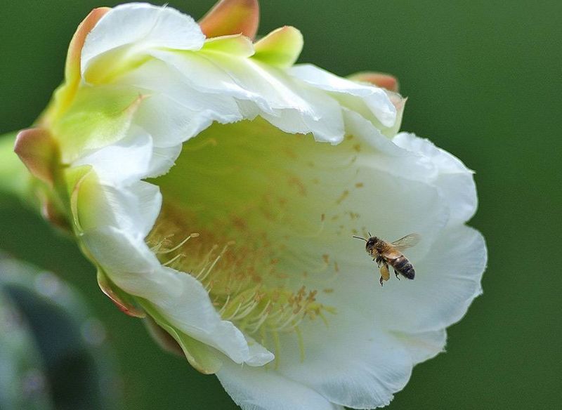 Nature Collection. Bee on Flower