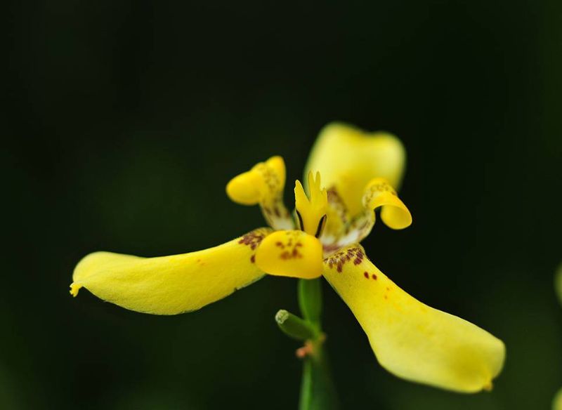 Nature Collection. Yellow Wild Orchid Soroa. Cuba