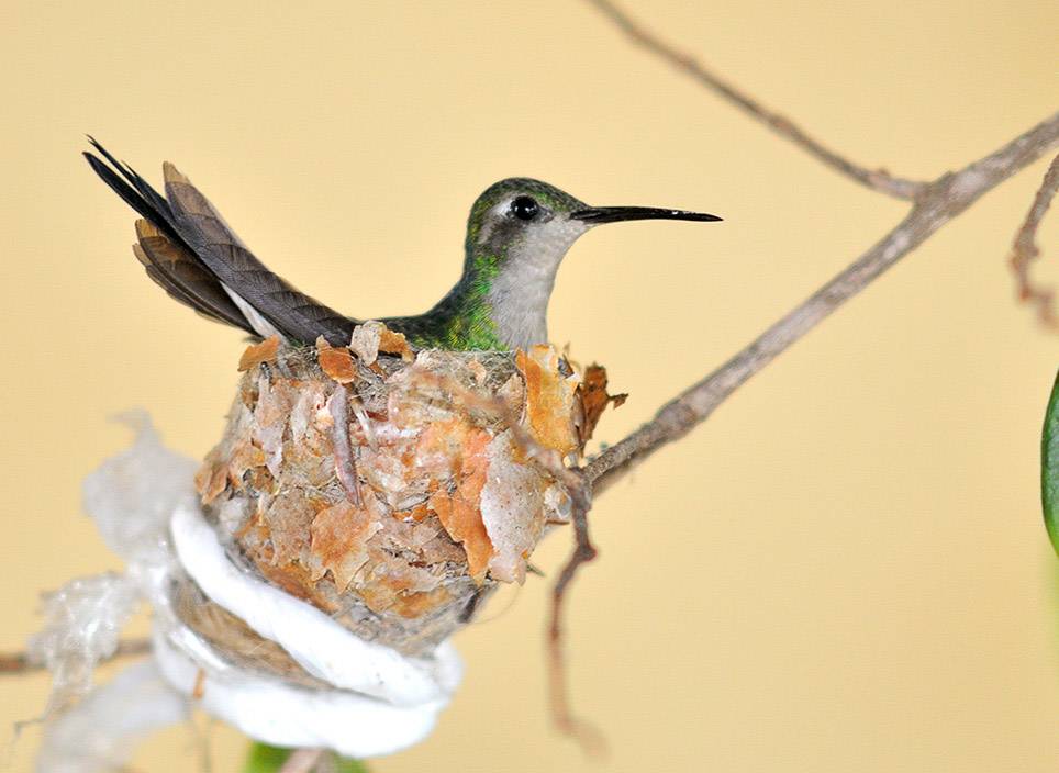 Nature Collection. Humingbird (Cuban Zunzun) Central Cuba