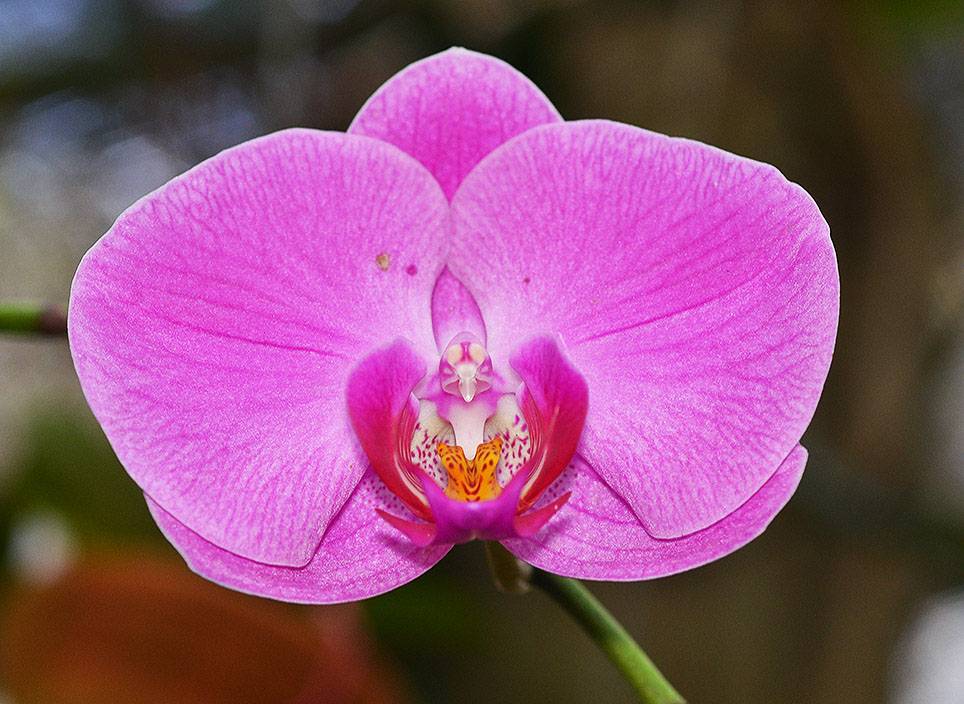 Nature Collection. Wild Orchid Soroa. Cuba